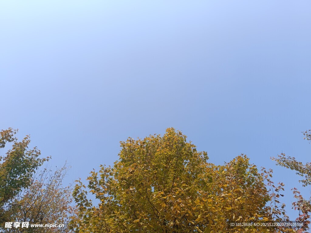 秋日树梢上的晴朗天空