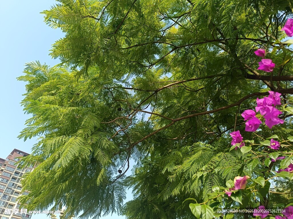 绿树繁花下的城市景致