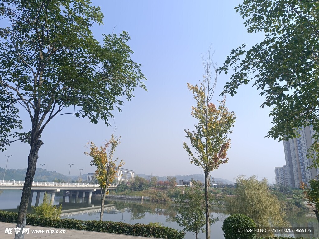 城市河畔绿树景观