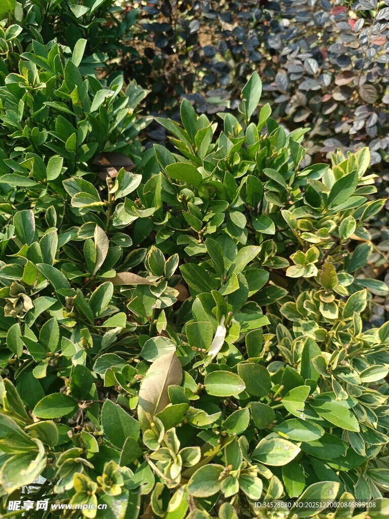 翠绿斑斓的观叶植物