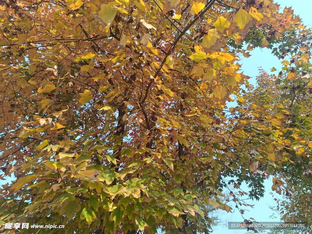 秋日斑斓树叶仰望视角
