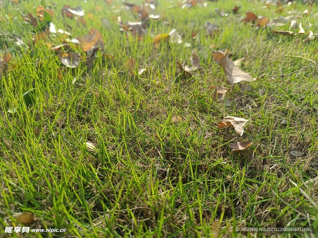 草地上的白色蝴蝶飞舞