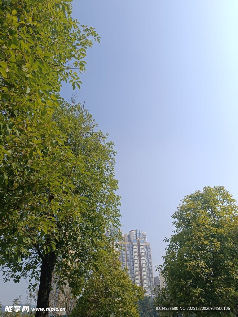 城市中的绿树与高楼