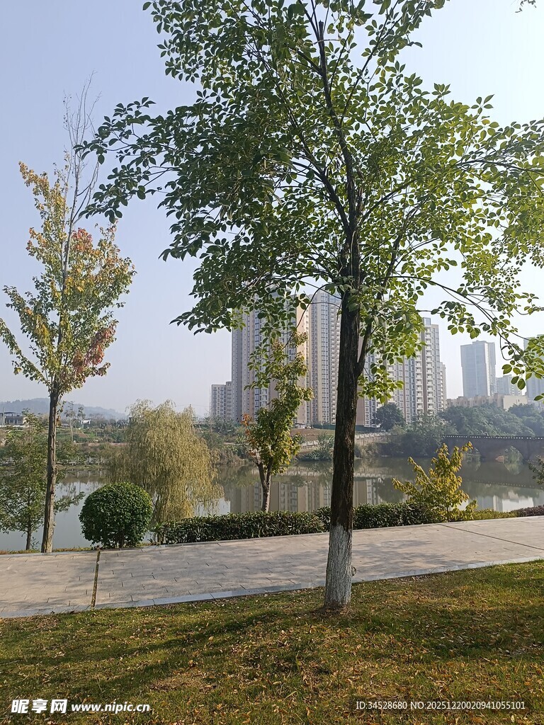 城市公园中的绿树与建筑