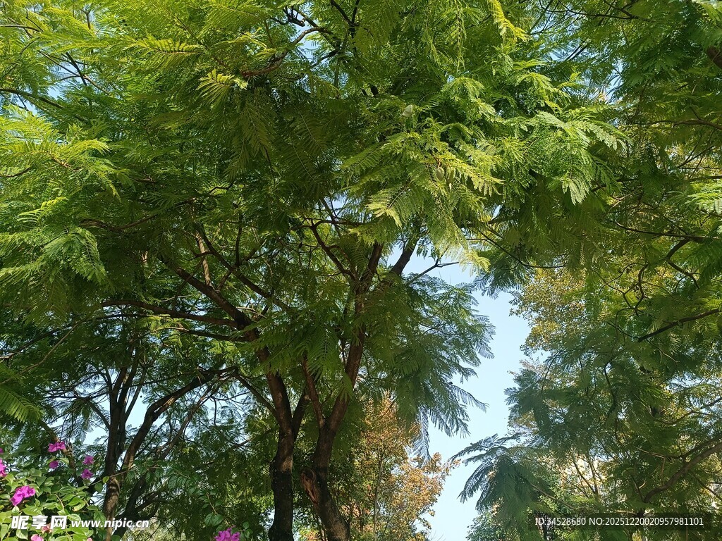 夏日葱郁绿树风景