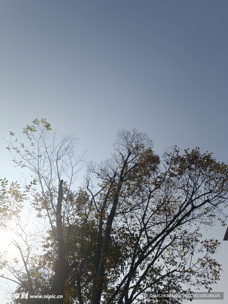 阳光下的树木与蓝天