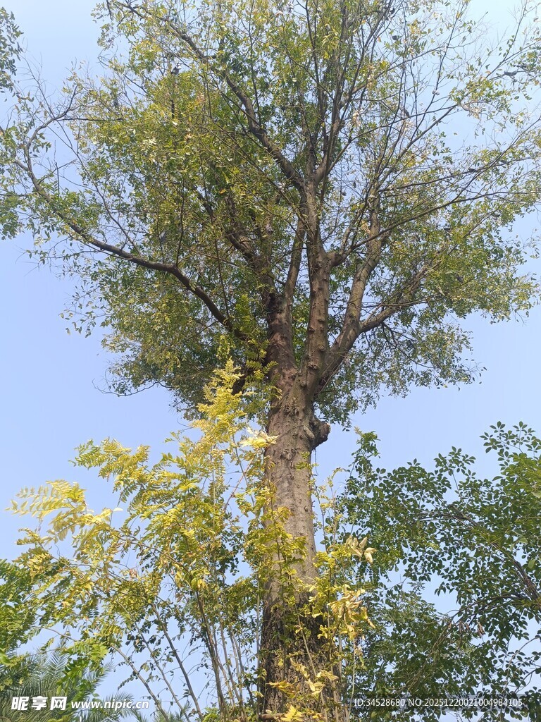 高大树木与蓝天相映