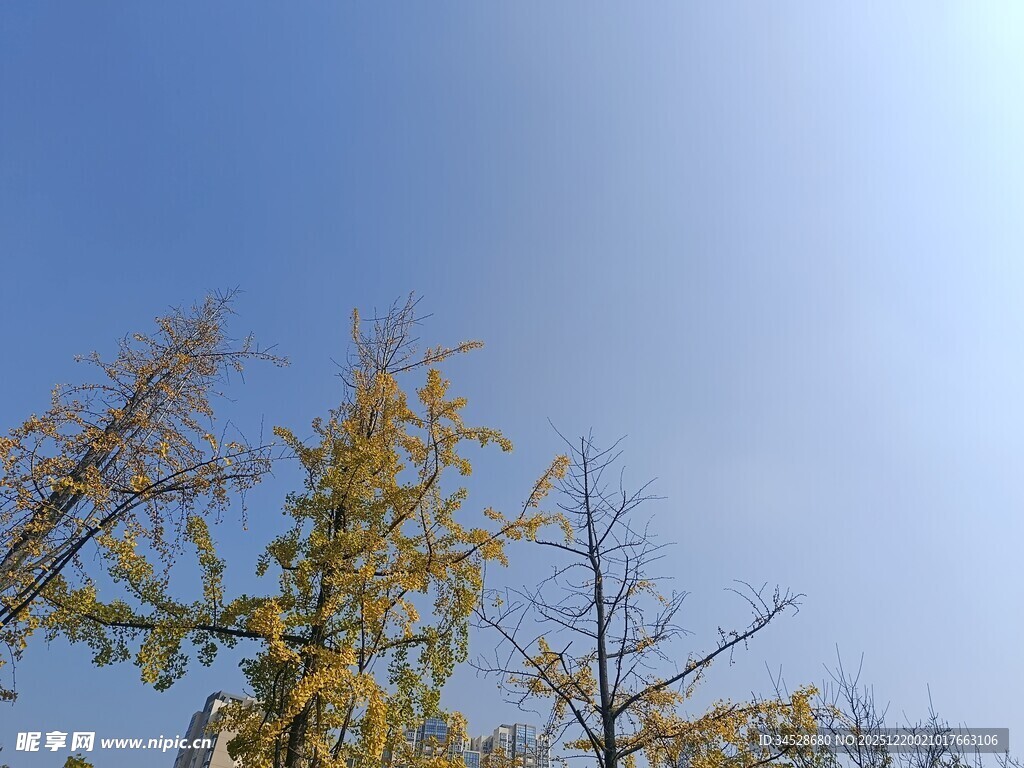 秋日蓝天中的金黄树木