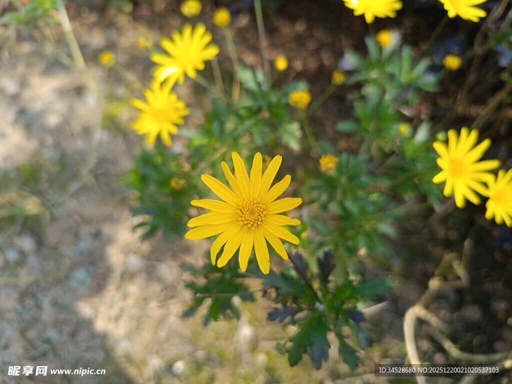 黄色小花绽放于草地