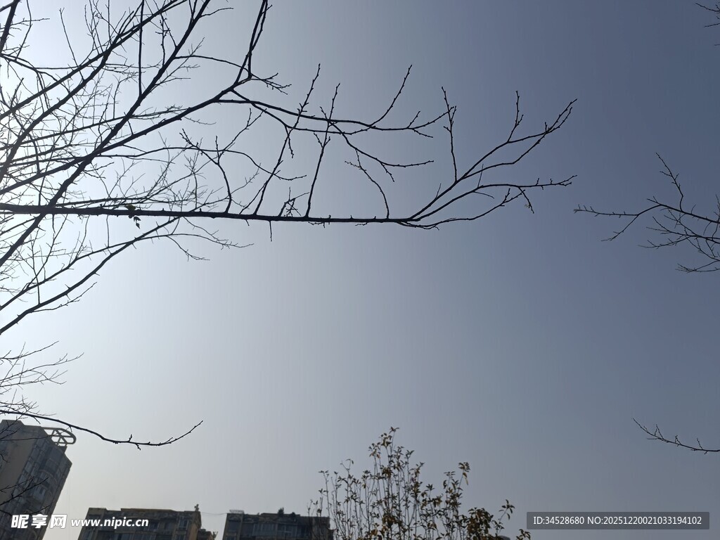 冬日光秃树枝与城市天际