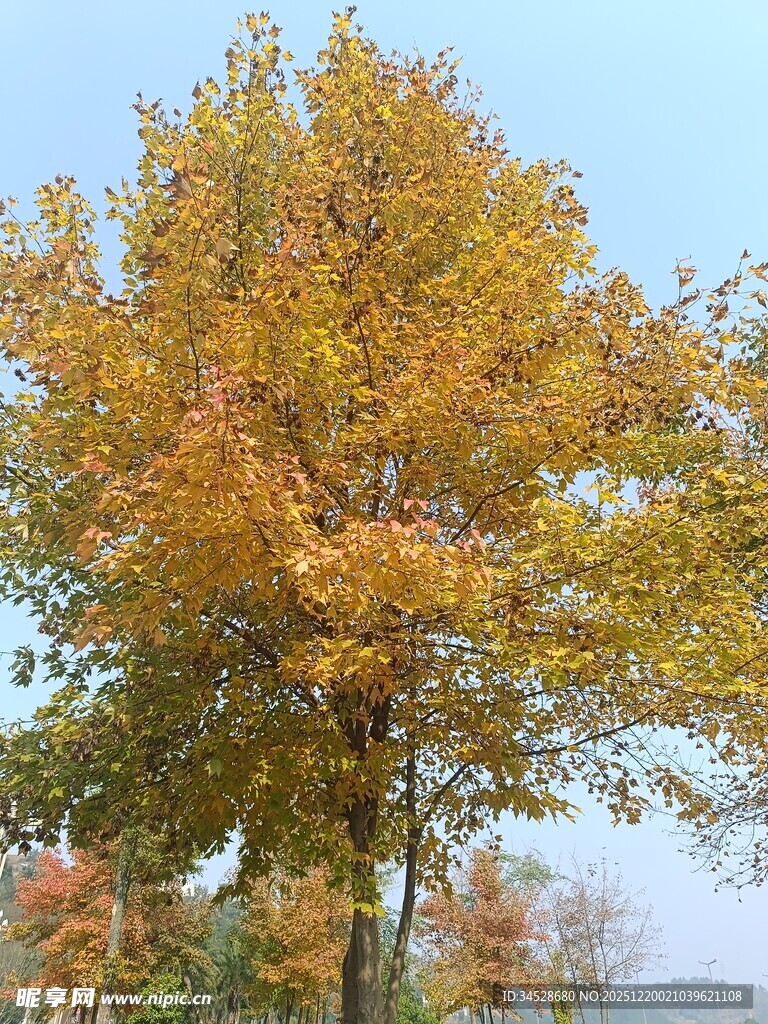 秋日金黄树木风景图
