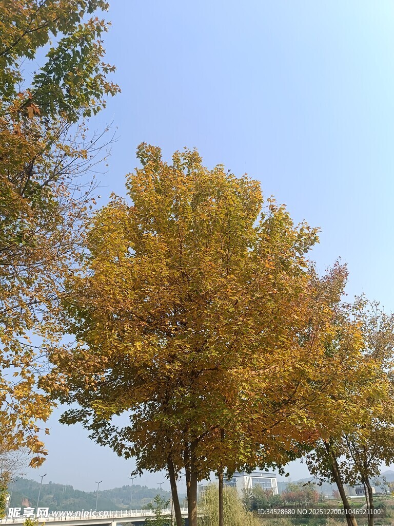 秋日金黄树木风景图