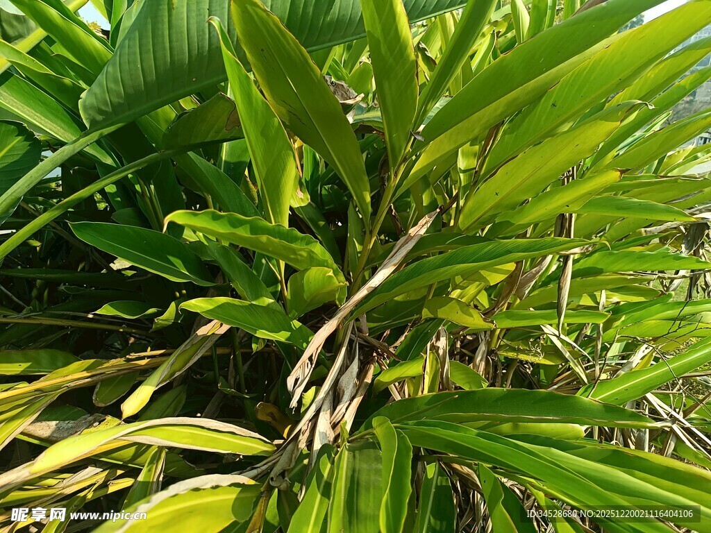 翠绿繁茂的热带植物叶片
