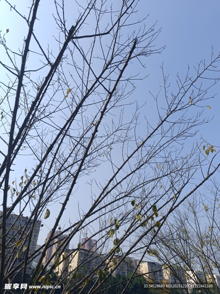 冬日光秃树枝与远处建筑