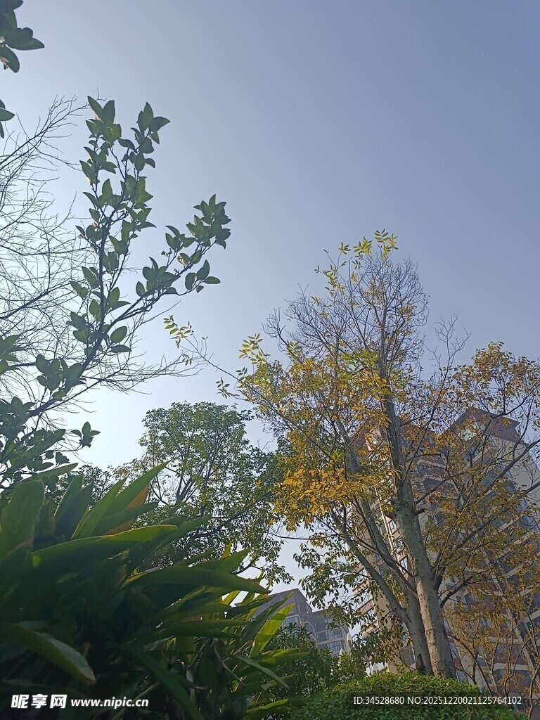 秋日林间树梢景致