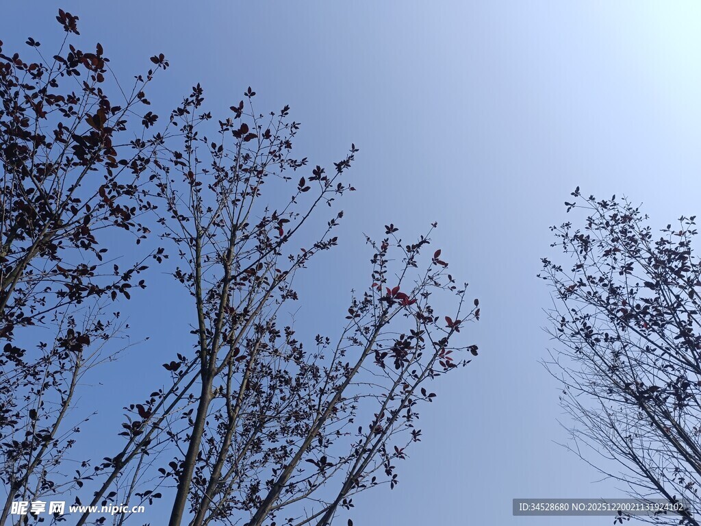 蓝天映衬下的稀疏树枝