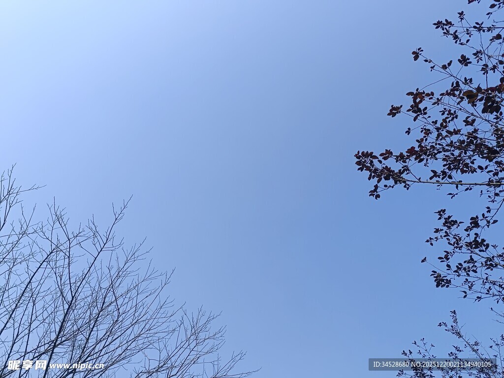 仰视蓝天与树枝景象