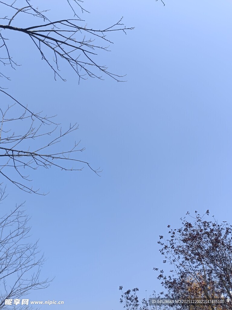 蓝天枯枝景象