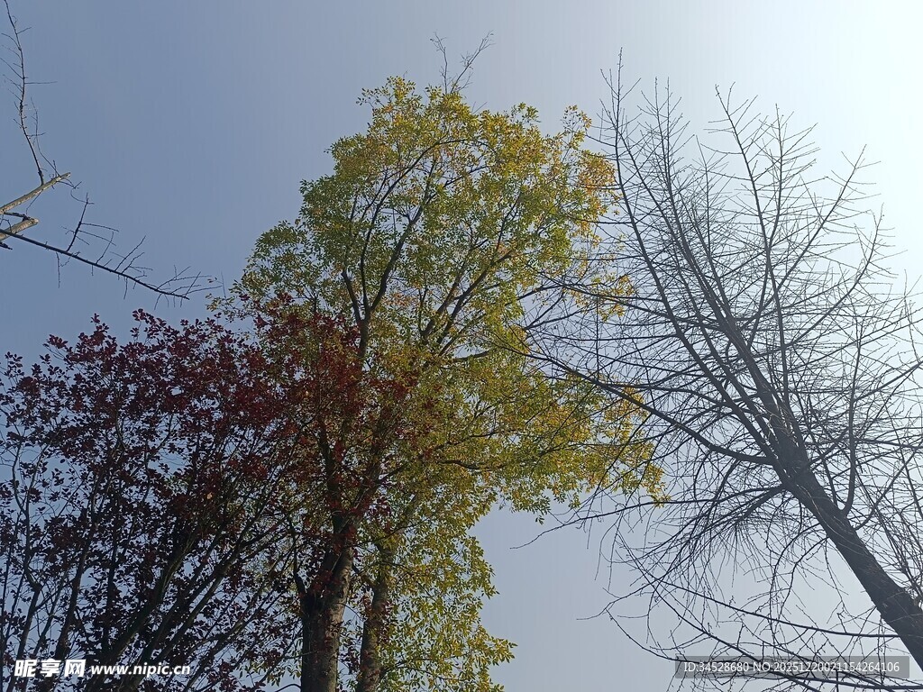 秋日多彩树木仰望景象