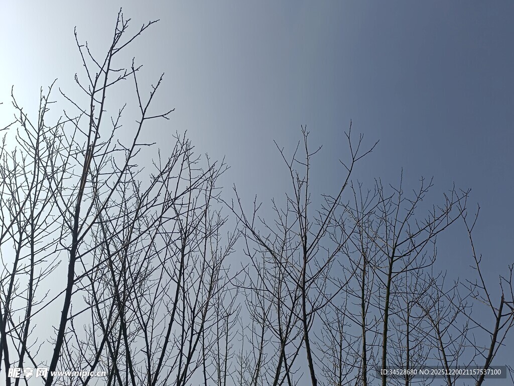 冬日枯树与蓝天