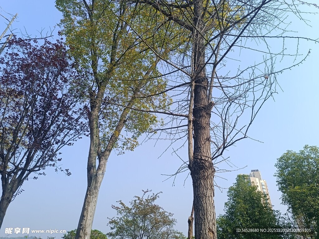 秋日挺拔树木景观