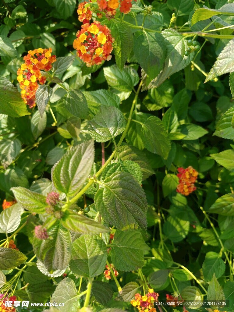 绿叶间的橙黄小花