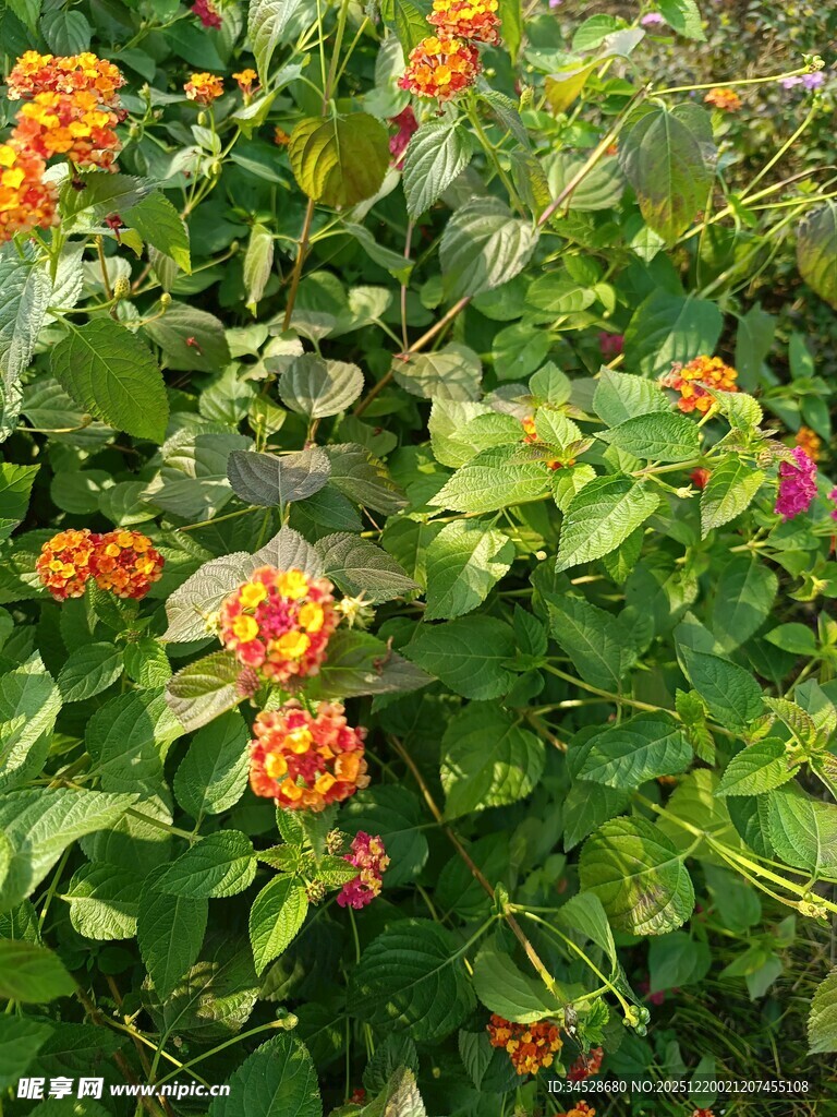 橙色花卉与绿叶植物景观