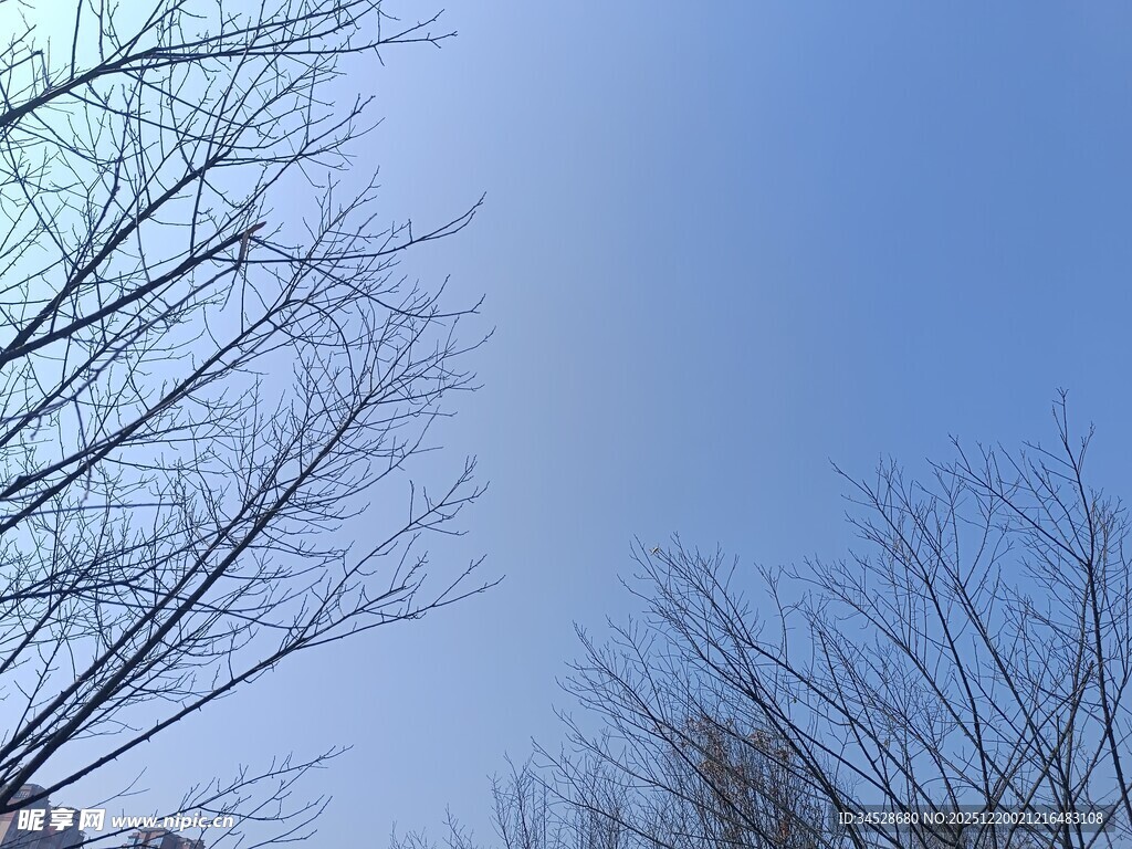 冬日光秃树枝与蓝天
