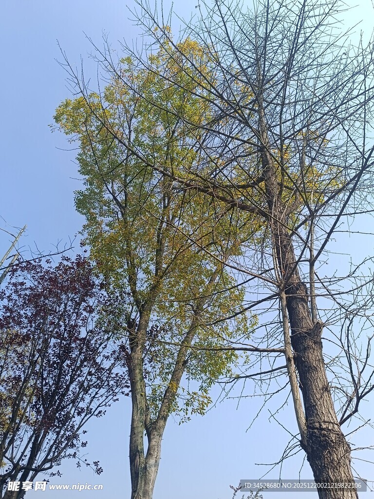 秋日挺拔树木景观