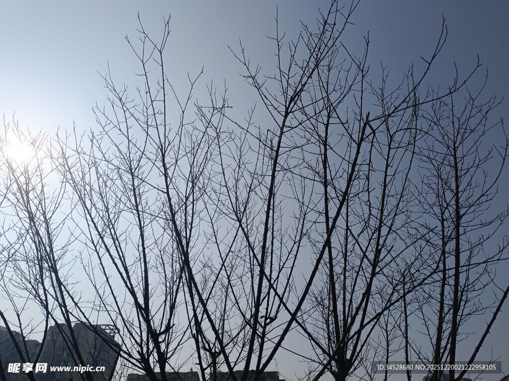 冬日光秃树枝映蓝天