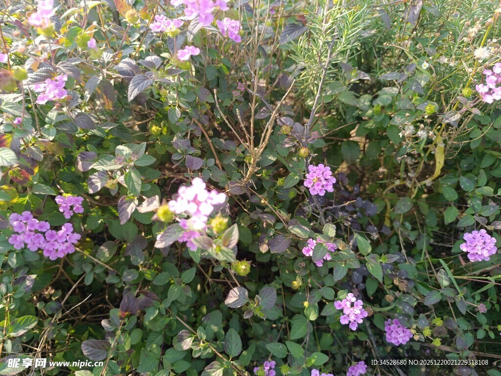 紫色野花绽放于草丛中