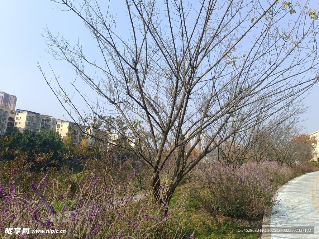 春日小径旁的花木景致