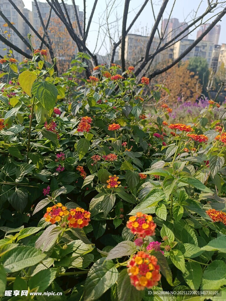 花园中绽放的鲜艳花朵