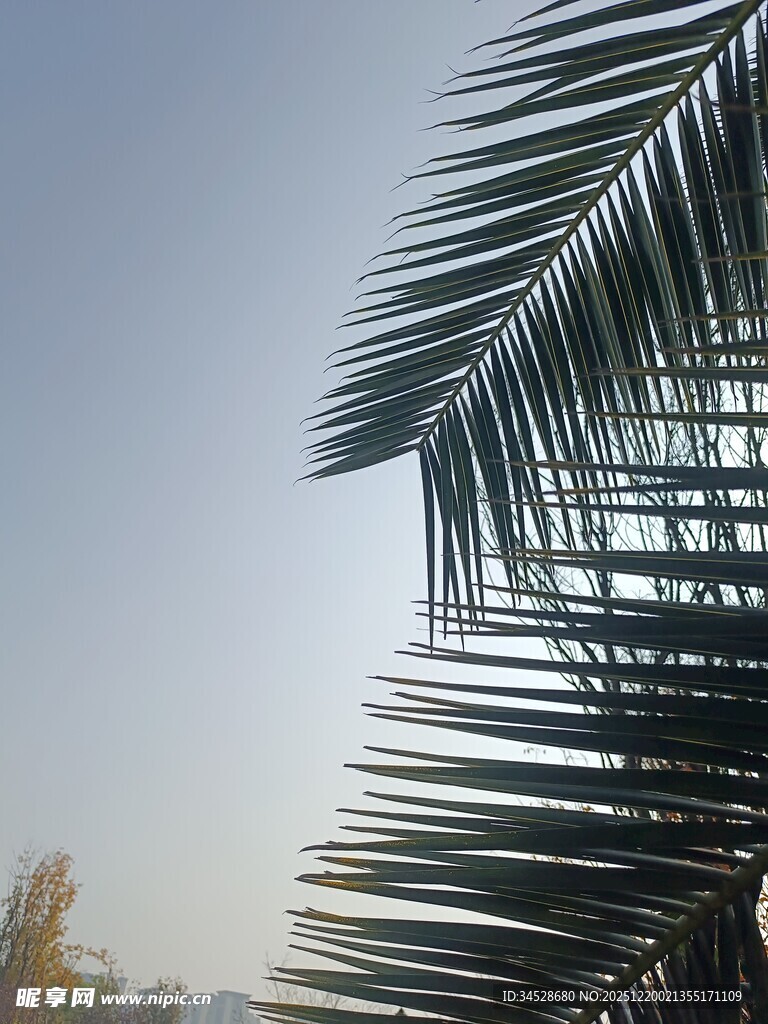 倾斜的棕榈叶与蓝天景象