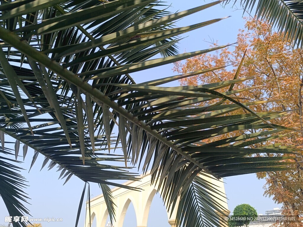 阳光下的棕榈树叶