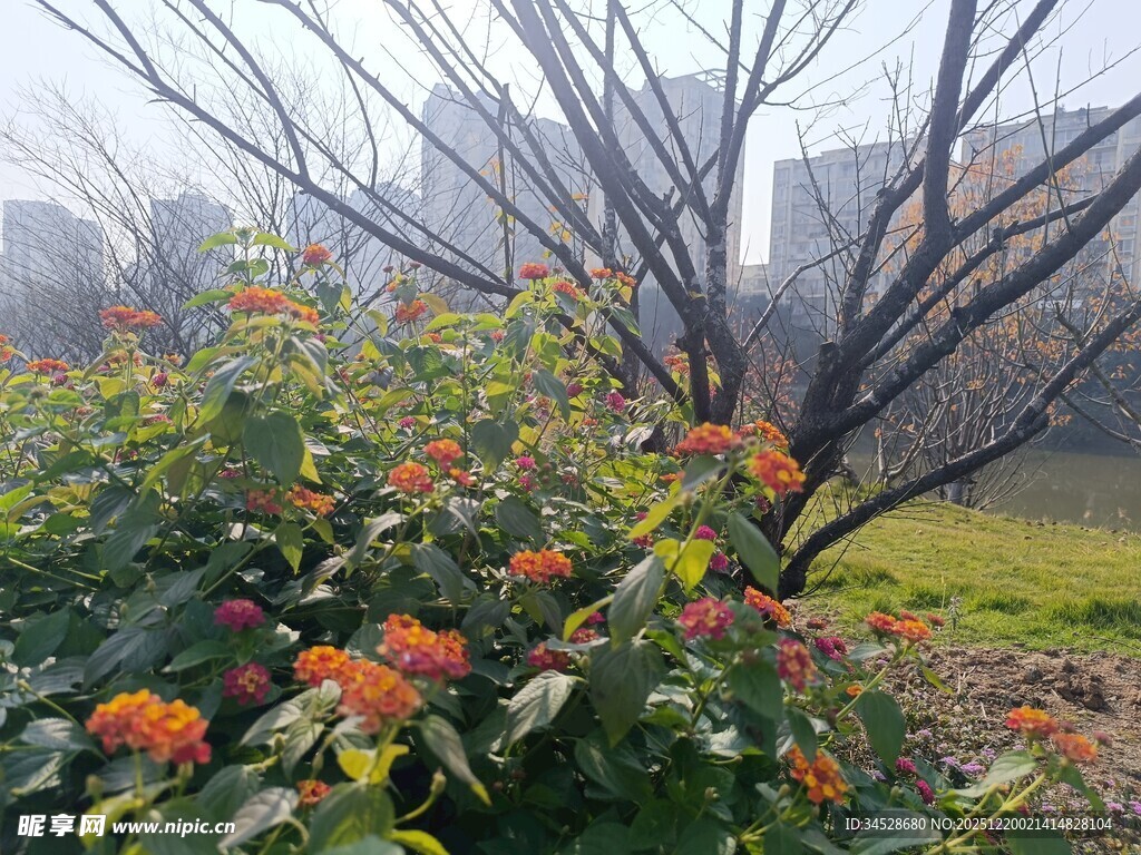 冬日花丛与光秃树木景观
