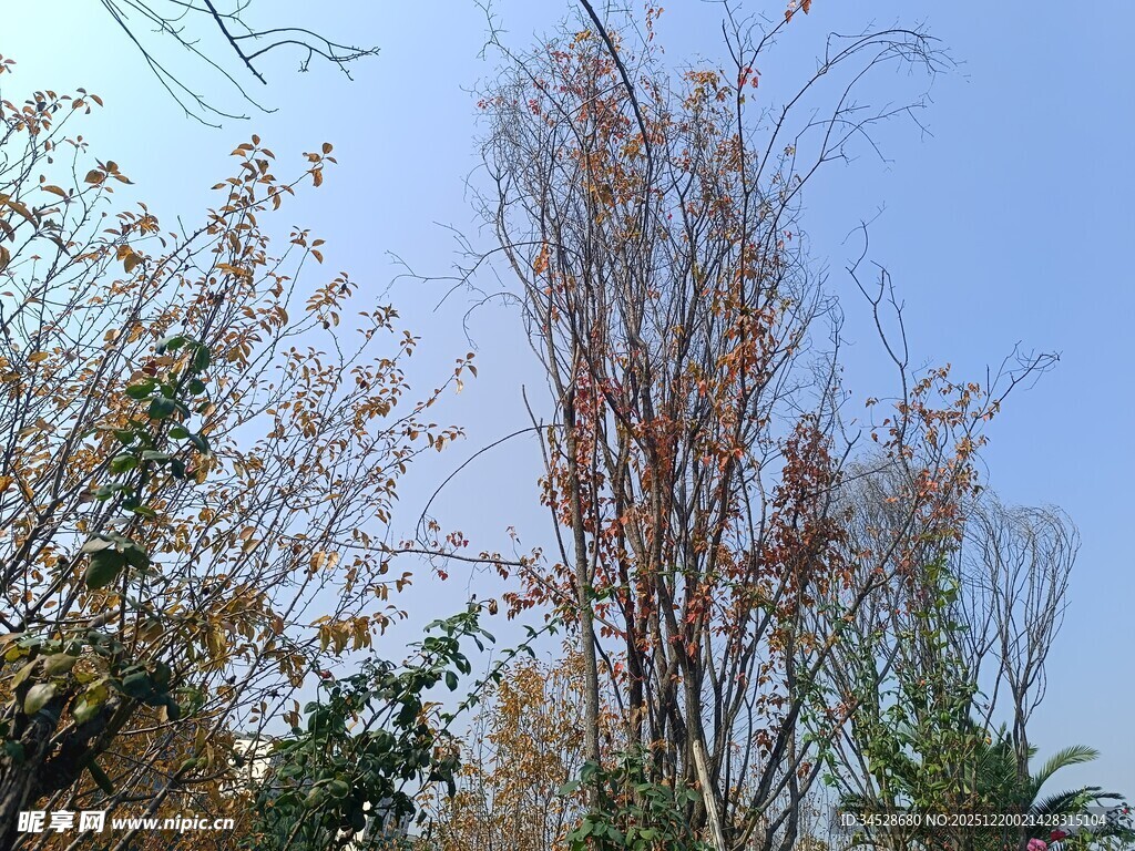 秋日枯树与繁茂绿植相映