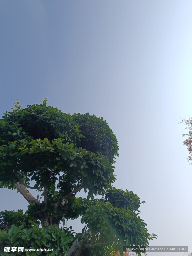 蓝天映衬下的茂盛树木