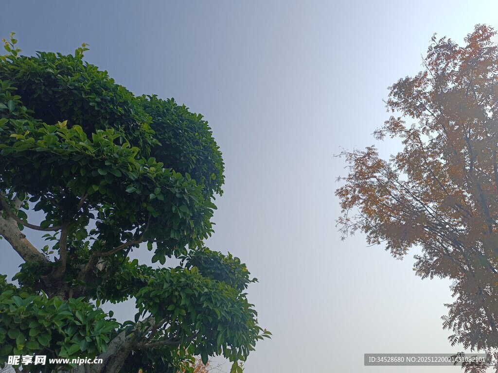 两棵造型独特的树木