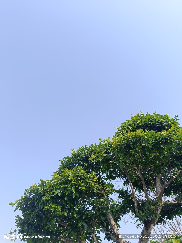 蓝天映衬下的葱郁树冠