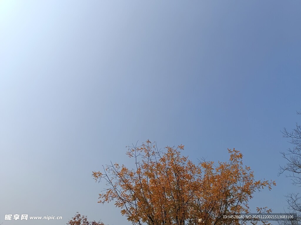 蓝天映衬下的金黄树木