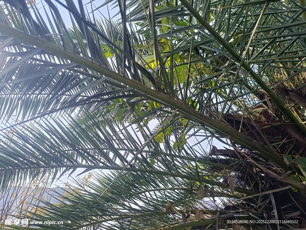 仰视下的棕榈树枝叶