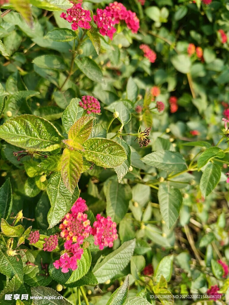 鲜艳粉色花卉与绿叶