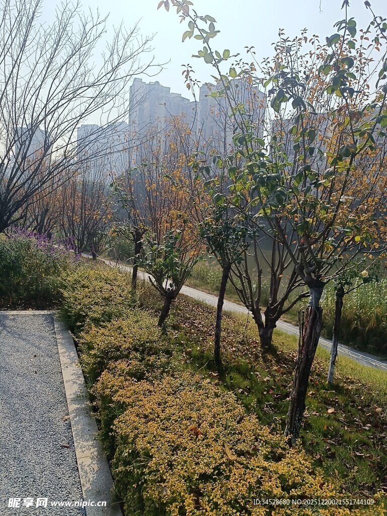 秋日林荫道景色