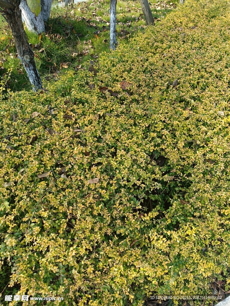 金黄繁茂植物景观