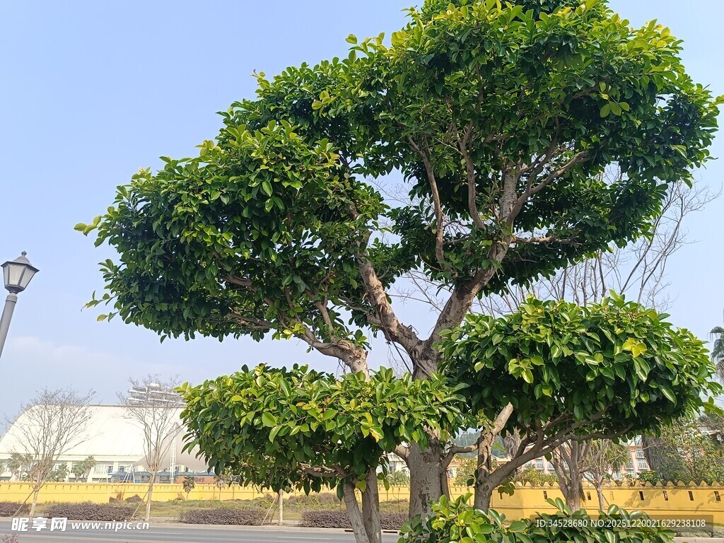 造型独特的景观树