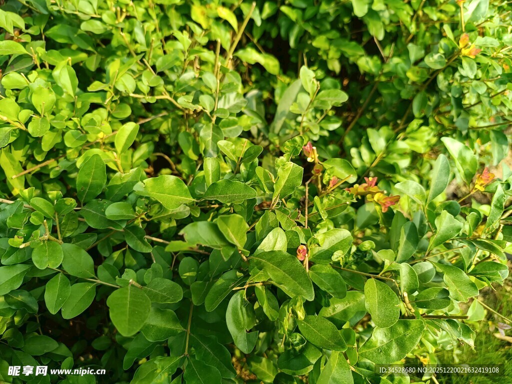 翠绿繁茂的植物枝叶