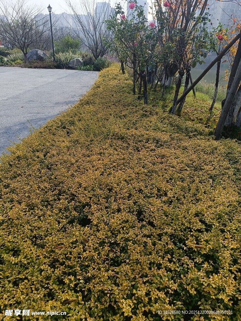 路边金黄繁茂的地被植物