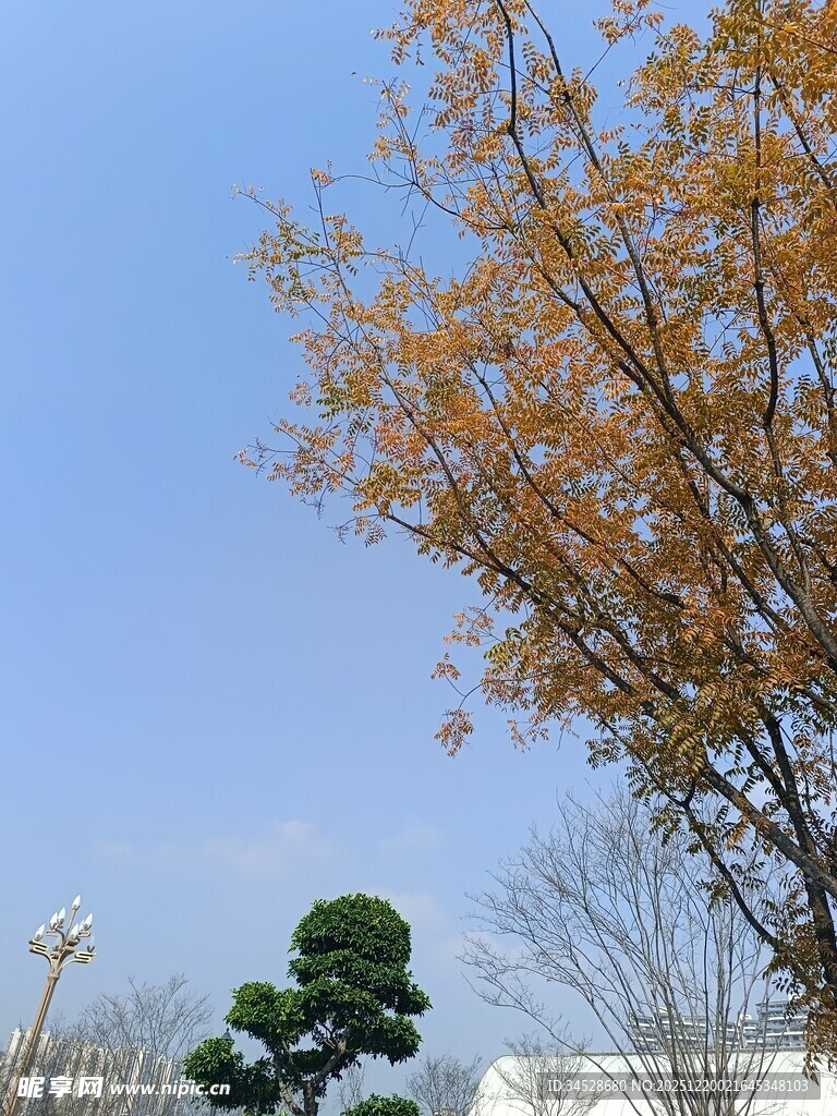 秋日蓝天旁的多彩树木