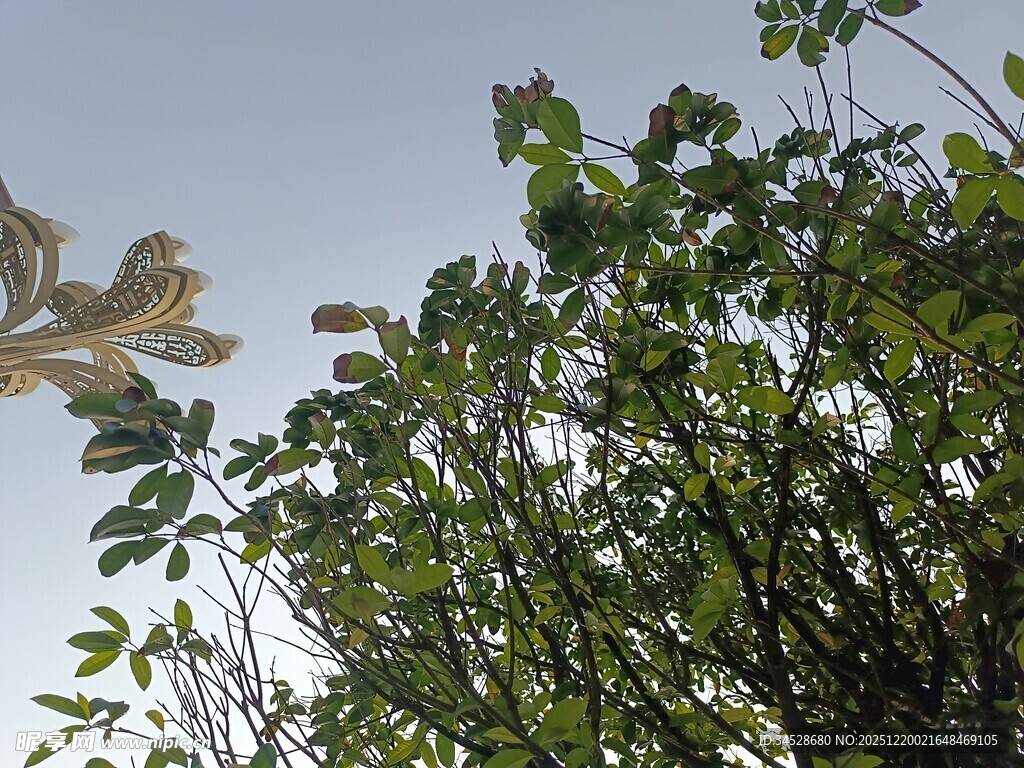 仰视繁茂绿植枝叶